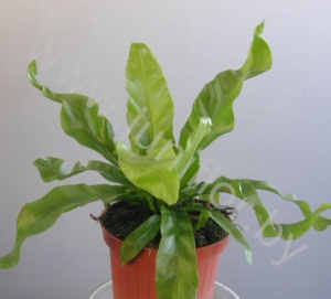 Асплениум Asplenium Antiquum