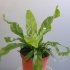 Асплениум Asplenium Antiquum Асплениум Asplenium Antiquum