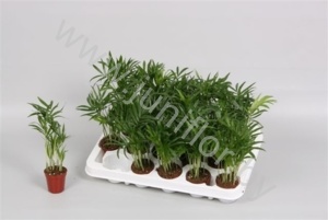 Хамедорея Chamaedorea Elegans