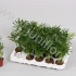 Хамедорея Chamaedorea Elegans Хамедорея Chamaedorea Elegans