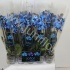 Фаленопсис Phal Polka Dot Blue 2-Tak