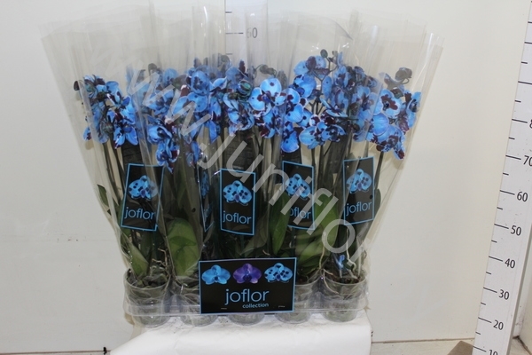 Фаленопсис Phal Polka Dot Blue 2-Tak