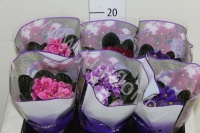 Сенполия Inova Spectra Mixed