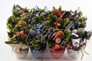 Селагинелла Selaginella Kersttoef Rondella