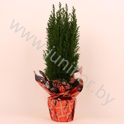 Кипарис Cham.Rondella Kersttoef NO SNOW