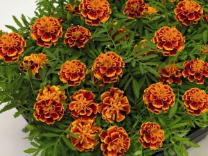Тагетес Мелкоцветковый Tagetes