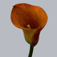 Калла Mango