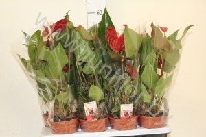 Антуриум Red Giant