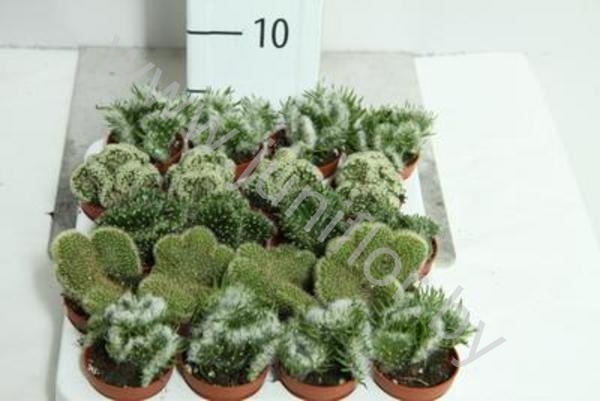 Кактус Cristaat Gemengd