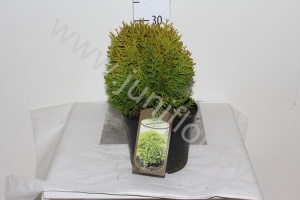 Туя  Thuja Mirjam