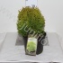 Туя Thuja Mirjam Туя Thuja Mirjam