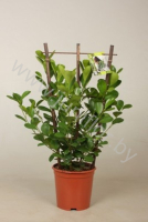 Фикус Ficus Moclame Op Rek