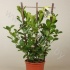 Фикус Ficus Moclame Op Rek