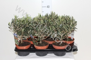 Олива Olea Europaea (Olijf)