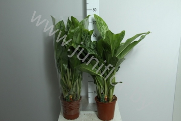 Аглаонема Aglaonema Greenlight