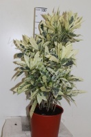Кодиеум Codiaeum Tamara