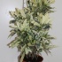Кодиеум Codiaeum Tamara Кодиеум Codiaeum Tamara