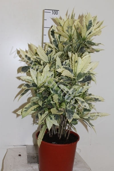 Кодиеум Codiaeum Tamara