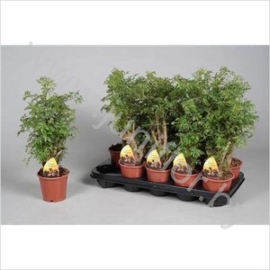 Полисциас Polyscias Ming