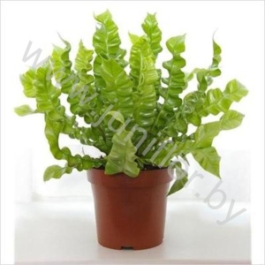 Асплениум Asplenium Crispy Wave
