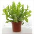 Асплениум Asplenium Crispy Wave Асплениум Asplenium Crispy Wave