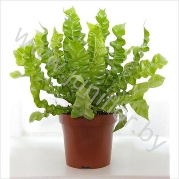 Асплениум Asplenium Crispy Wave