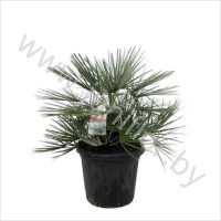 Хамедорея Chamaerops Cerifera