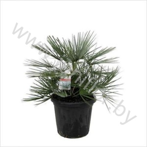 Хамедорея Chamaerops Cerifera