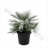 Хамедорея Chamaerops Cerifera Хамедорея Chamaerops Cerifera