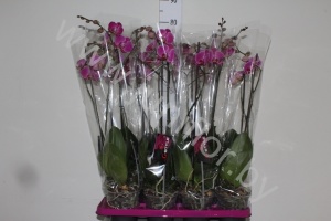 Фаленопсис Phal Purple Vain 2 tak