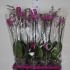 Фаленопсис Phal Purple Vain 2 tak Фаленопсис Phal Purple Vain 2 tak