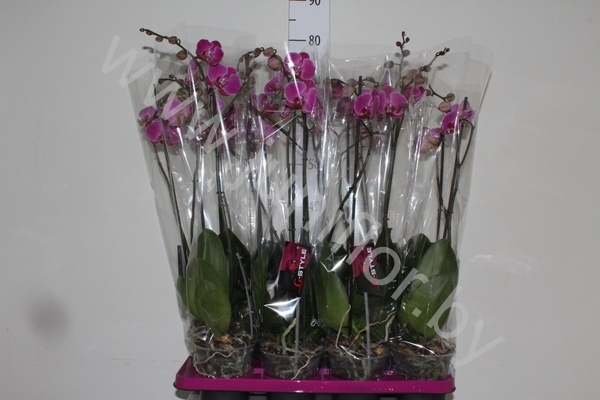 Фаленопсис Phal Purple Vain 2 tak Фаленопсис Phal Purple Vain 2 tak