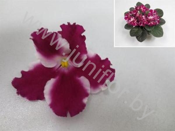 Сенполия Isabella