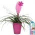 Тилландсия Tillandsia Anita Vegas Star Тилландсия Tillandsia Anita Vegas Star