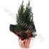 Кипарис Cham.Rondella Kersttoef NO SNOW