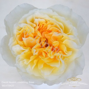 Садовая Роза Дэвида Остина Rose Dav Austin Beatrice