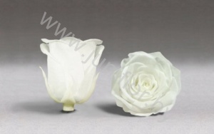 Стабилизированная роза Rose pr WHT01