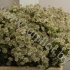 Астранция Astrantia Billion star