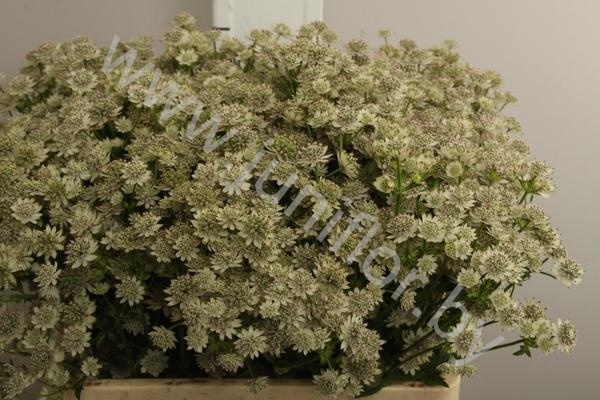 Астранция Astrantia Billion star