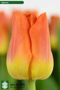 Hypnose