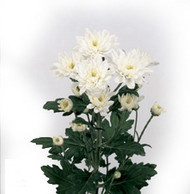 Хризантема Calabria