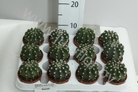 Кактус Echinopsis