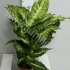 Диффенбахия      Dieffenbachia Mars