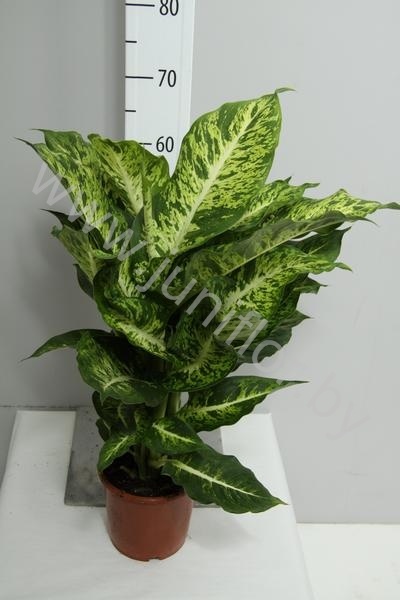 Диффенбахия      Dieffenbachia Mars