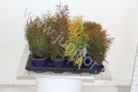 Туя Thuja Mix