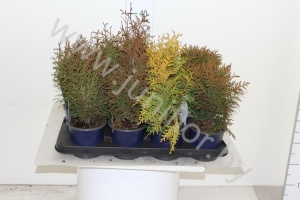 Туя Thuja Mix