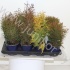 Туя Thuja Mix Туя Thuja Mix