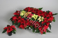 Пуансетия Euphorbia Gemengd