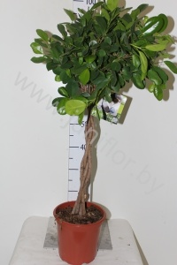 Фикус Ficus Moclame Op Stam