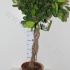 Фикус Ficus Moclame Op Stam Фикус Ficus Moclame Op Stam
